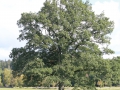 kopia-av-natur2