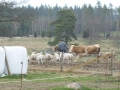 Ute